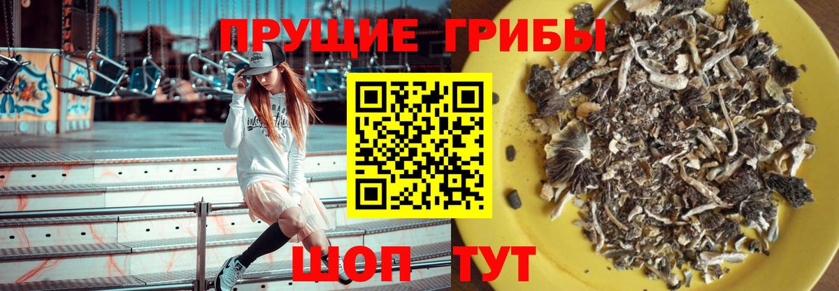 Псилоцибиновые грибы Psilocybe Нефтекумск